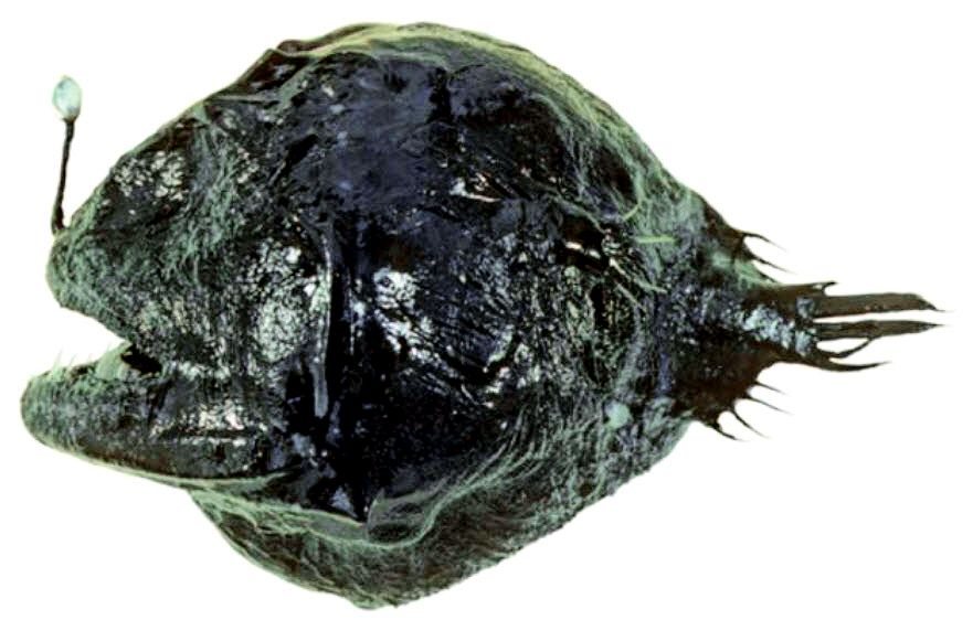 Chaenophryne draco aust_01.jpg